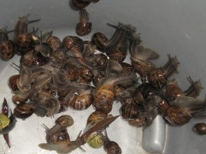 Invasion d\'escargots